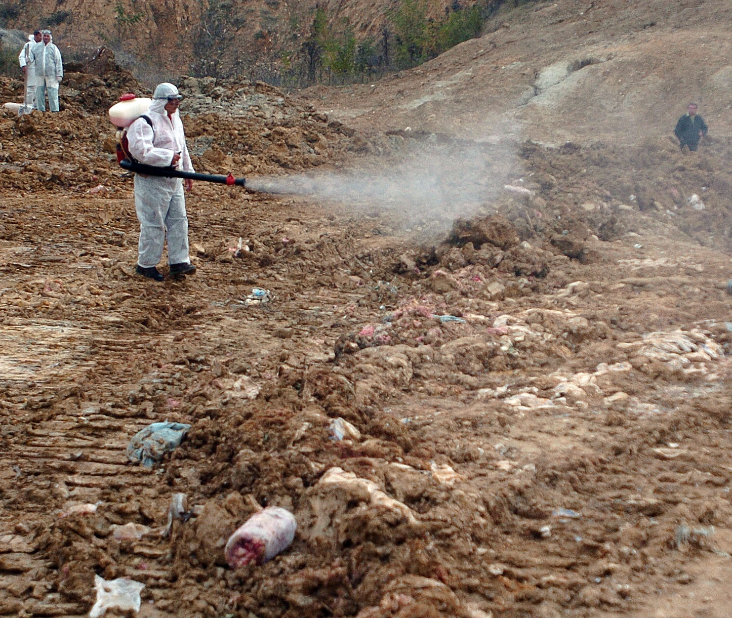 ahv - unistuvanje na meso vo drisla_6