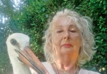 Моја Божиќна желба е Мишко да се врати и повторно да го слушнам неговото тропкање со клунот