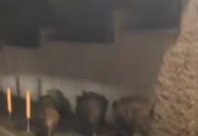 Животните не дојдоа во градот, туку градот дојде кај нив