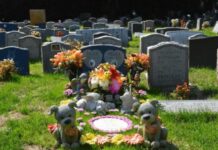 Нема повеќе скришно закопување или фрлање во контејнер – Скопје ќе добие гробишта за миленичиња