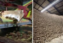 Германска фарма подарува милиони компири по рекордната жетва