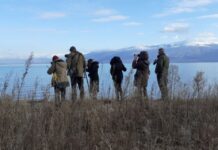 Двојно помалку единки од лани во Охридското Езеро