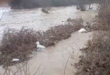 Надојдената Тркања за 10 минути однесе 120 јагниња и 100 овци