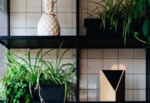 Овие растенија се најдобри за вашиот дом во зима – имаат смирувачки ефект