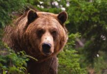 Кога злосторникот се враќа на местото на злосторот: Мечка ограбила иста продавница за слатки четири пати во Тенеси/видео