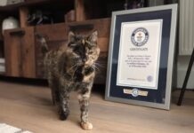 Најстарата мачка во светот го прославува својот 30-ти роденден/видео