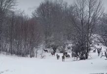 Не е од „Дивиот свет на Национална Гео“: Празнична честитка од Националниот парк Галичица – Стадо елени на прошетка низ свежо паднатиот снег/видео
