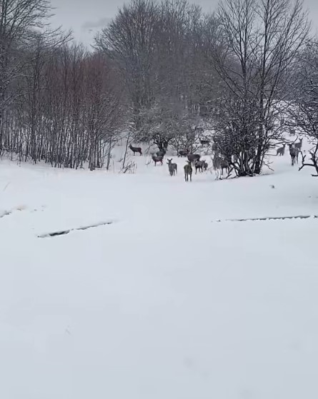 Не е од „Дивиот свет на Национална Гео“: Празнична честитка од Националниот парк Галичица – Стадо елени на прошетка низ свежо паднатиот снег/видео