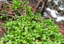 „Сремушијада 2026“ – вкус и лековитост на дивиот лук