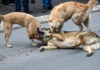 Глутници бездомни кучиња напаѓаат низ Скопје
