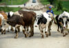 Стотиците крави во Кривопаланечко остануваат нерешен проблем, АХВ годинава не спровела акции на заловување