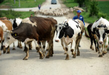 Стотиците крави во Кривопаланечко остануваат нерешен проблем, АХВ годинава не спровела акции на заловување