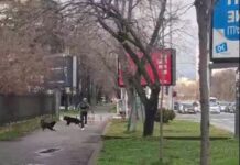 Глутници бездомни кучиња напаѓаат во Карпош