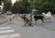 Ветеринарен оператор од Куманово, во три наврати, во јануари заловувал бездомни кучиња во Штип