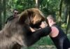 Махмудов за борбата до Фјури се подготвува спарингувајќи со мечка (ВИДЕО)