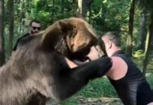 Махмудов за борбата до Фјури се подготвува спарингувајќи со мечка (ВИДЕО)