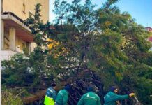 Засилениот ветер предизвика паднати дрвја низ Скопје