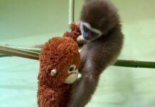 Женката гибон Делфина доби на подарок играчка орангутан