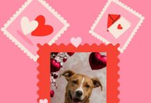 Прошетај куче, биди неговиот Валентајн на еден ден