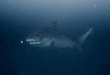 Снимен најголемиот мажјак од големата бела ајкула досега/ВИДЕО