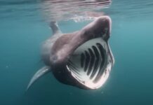 Втор најголем вид ајкула на светот снимена во Јадранот кај островот Црес/ВИДЕО