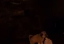 „Анима мунди“: Не се потребни стационари, туку систем што ќе ги празни, не што ќе ги полни