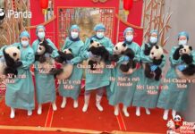 Бебиња панди дебитираа на телевизија во чест на кинеската Нова година/ВИДЕО