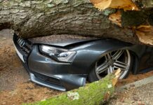 ЦУК: Паднато дрво оштети три возила и го попречи сообраќајот во Кисела Вода