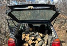 Запленети две возила на дрвокрадци на Беласица