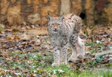 „Бошков мост“ се враќа на дневен ред: профитот против рисот!