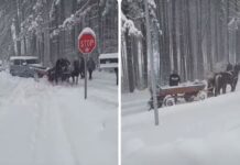 Кога механизацијата откажува, на помош доаѓаат коњи: Необична глетка на завеаниот Златибор/ВИДЕО