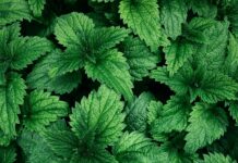 Билка за борба против анемијата: Расте на „секој чекор“ во Македонија, а крвната слика ја прави беспрекорна