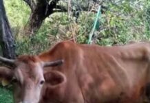 15 години нерешен проблемот со неконтролираното движење на добиток