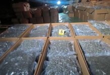 Демократски сојуз бара итна забрана на производство на марихуана