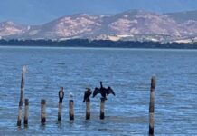 Лиските, галебите и кормораните во Дојранското Езеро ја задржале бројноста во последните пет години
