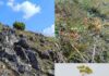 Откриени два нови растителни вида во Македонија