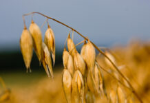 Која позната намирница го намалува крвниот притисок за само 48 часа?