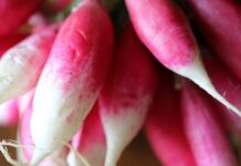 Невидена моќ во мал корен: Рдоквите им „шепотат“ на клетките и одвнатре ја активираат одбраната на организмот