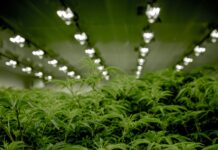 Медицински канабис или индустриска шверц-операција, под истрага 100 тони марихуана!?