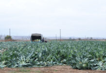 Земјоделец со два декари лозје, две крави и дваесет кози нема да добие субвенција