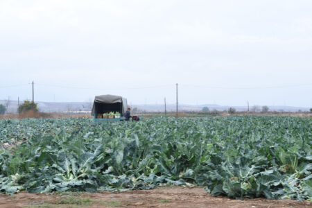 Земјоделец со два декари лозје, две крави и дваесет кози нема да добие субвенција