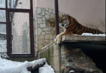 Зоолошките градини во Македонија се со застарена инфраструктура и ограничена едукација