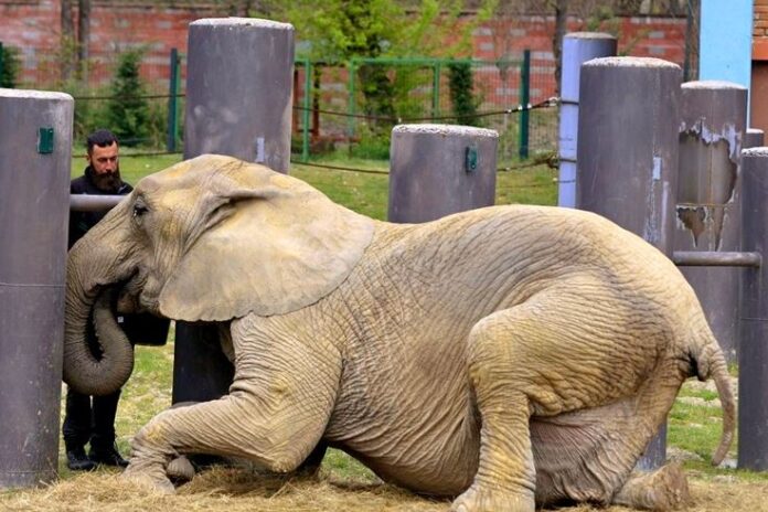 1-zoo