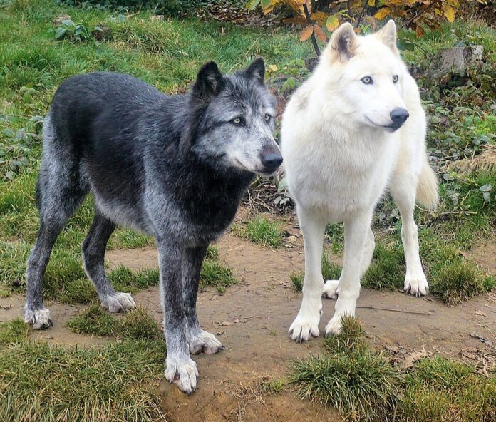 black_and_white_wolves-696x592