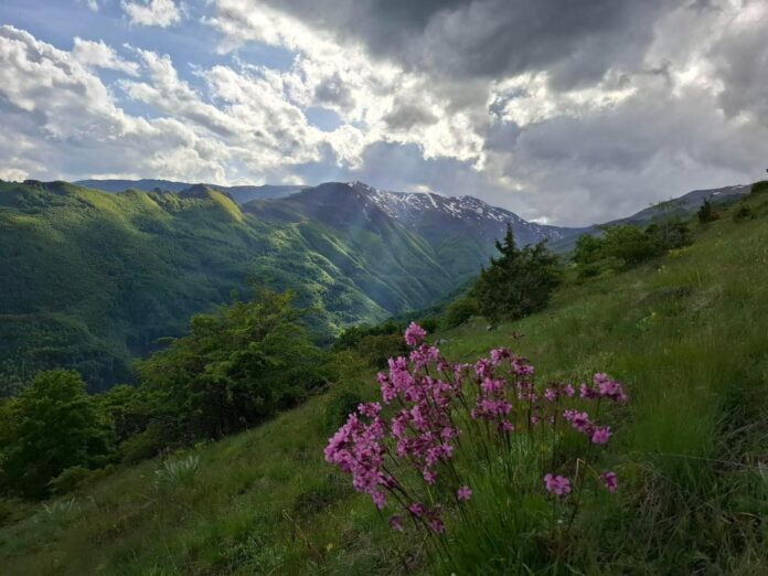 np sar planina
