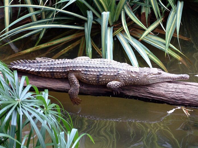 Australia_Cairns_18