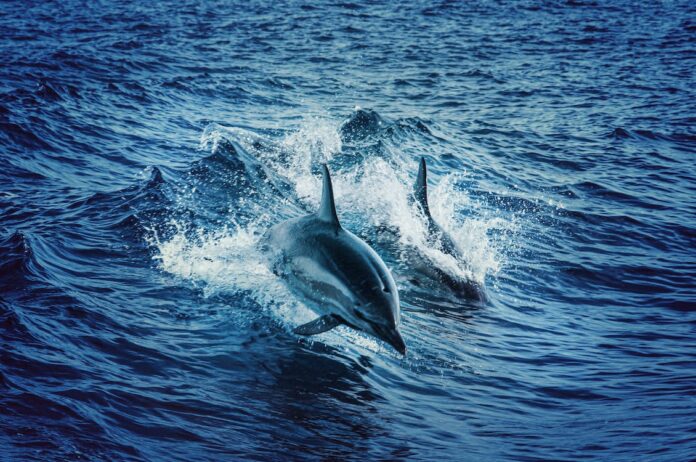 delfini