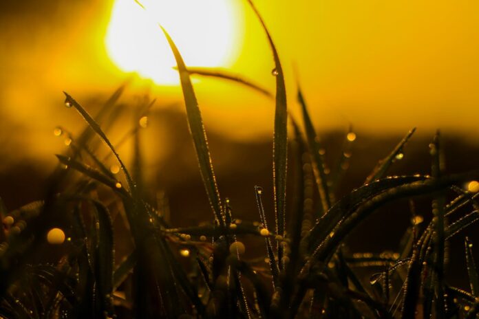 leto sonce pexels-elias-tigiser-411757-1090745