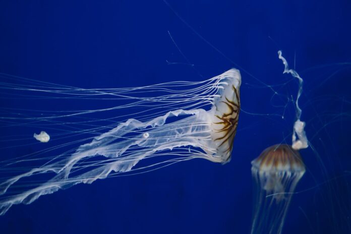 meduzi pexels-thuanvo09-8637569