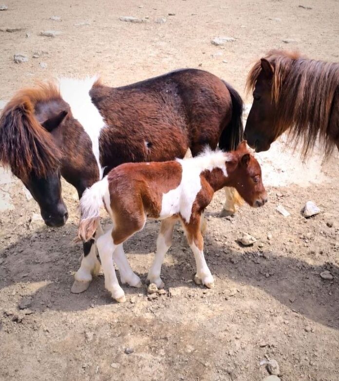 poni